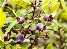 莫賢：如何寫(xiě)好扶貧故事寫(xiě)作有法，但無(wú)定法。我簡(jiǎn)單談?wù)劇讹踊ㄩ_(kāi)》的一些創(chuàng)作思路，與大家分享……[詳細(xì)]